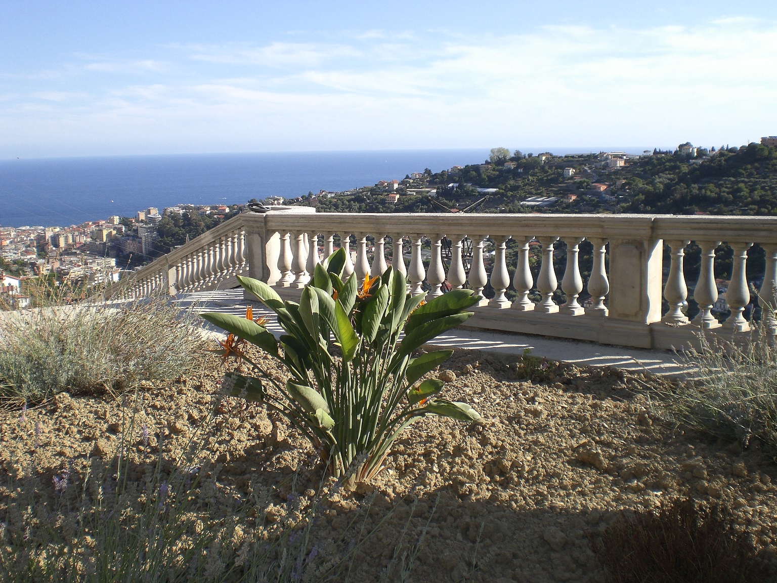 CIMG3291_-_strelitzia