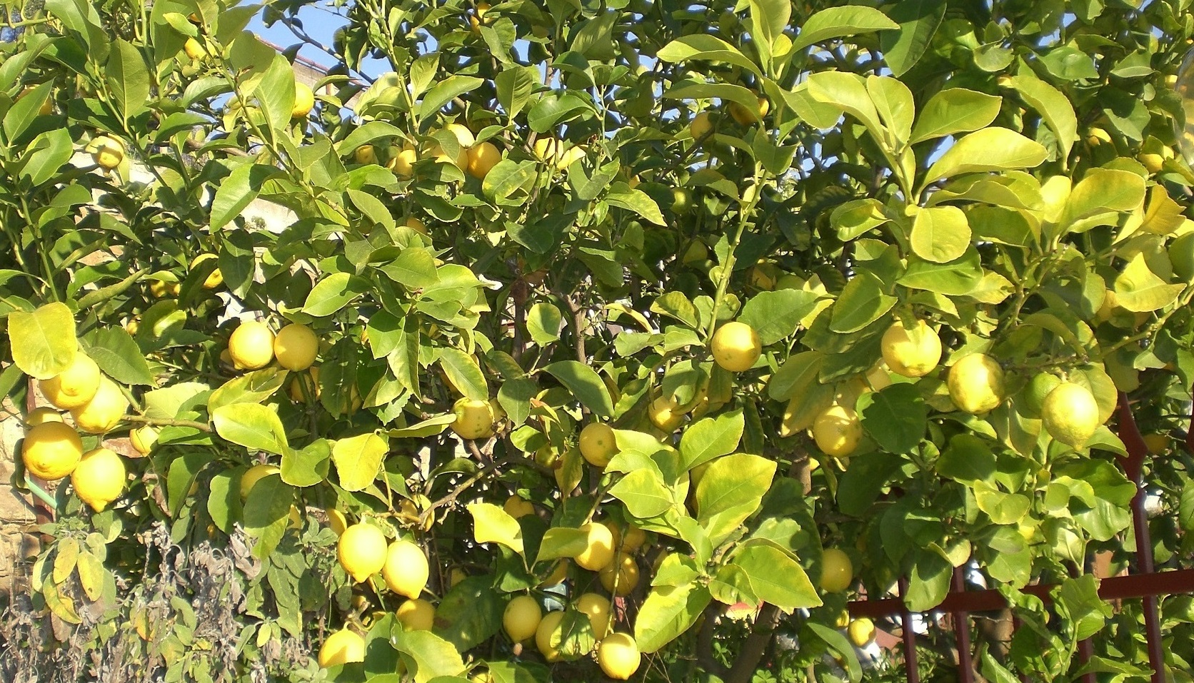 limone_Sanremo